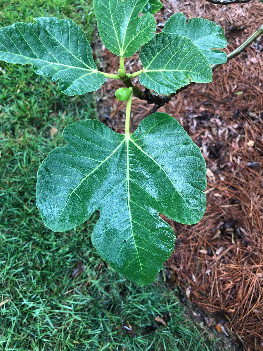 Fig Leaf Drop Earring - Sterling Silver