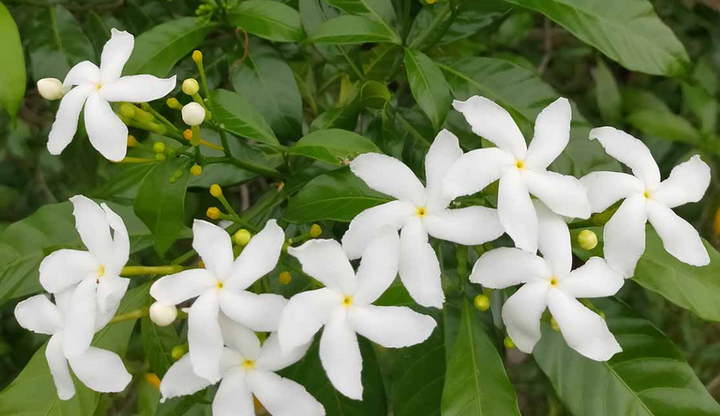 Jasmine Flower Collection