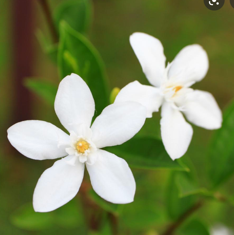 Jasmine Flower Stud Earrings